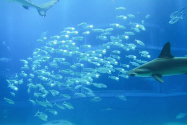 Balık akvaryum Kaiyukan Japonya'nın Osaka