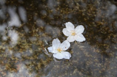Sakura hendek Nanzen ji Tapınağı'nda düştü
