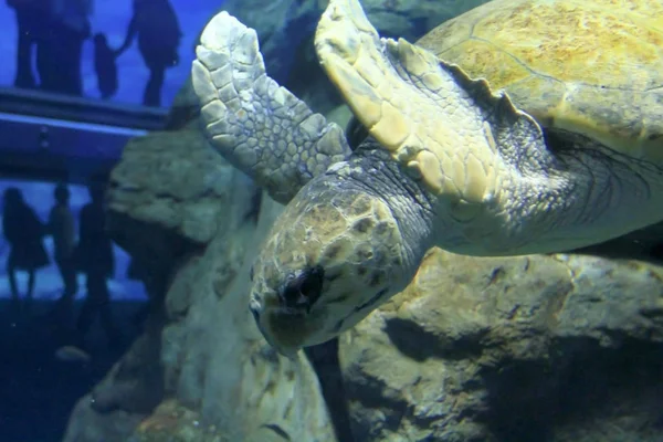 Ein Größtes Öffentliches Aquarium Osaka Japan — Stockfoto