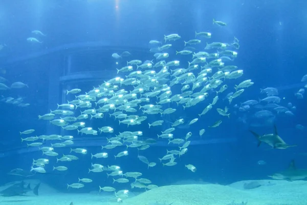 Pesce Nell Acquario Osaka Kaiyukan Giappone — Foto Stock