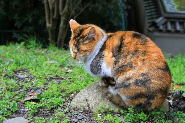 Bahar Zaman Kyoto Park Sokak Kedi — Stok fotoğraf