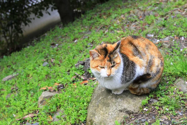 Уличная Кошка Парке Киото Весной — стоковое фото