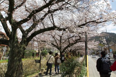 çiçekleri filozof yol Kyoto, Japonya.