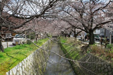 çiçekleri filozof yol Kyoto, Japonya.