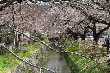 çiçekleri filozof yol Kyoto, Japonya.