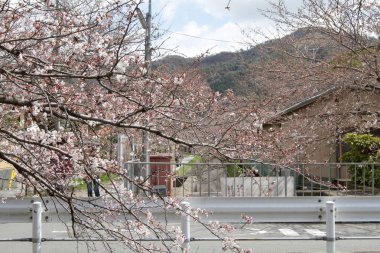 çiçekleri filozof yol Kyoto, Japonya.