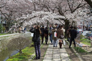 çiçekleri filozof yol Kyoto, Japonya.
