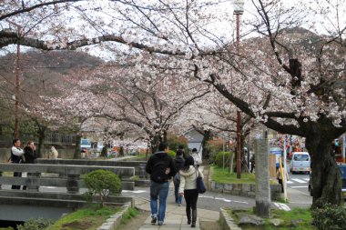 çiçekleri filozof yol Kyoto, Japonya.
