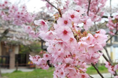 Filozof yolu Kyoto üzerinde pembe kiraz çiçekleri