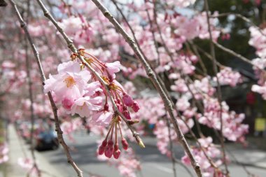 Filozof yolu Kyoto üzerinde pembe kiraz çiçekleri
