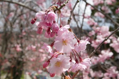 Filozof yolu Kyoto üzerinde pembe kiraz çiçekleri