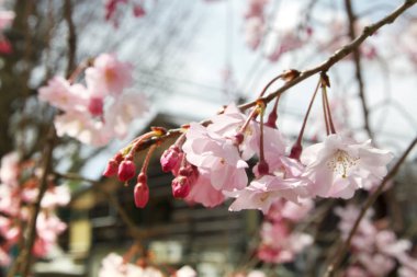 Filozof yolu Kyoto üzerinde pembe kiraz çiçekleri