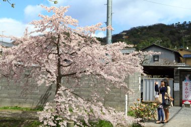 Filozof yolu Kyoto üzerinde kiraz çiçekleri