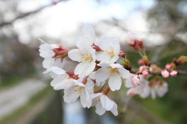 Filozof yolu Kyoto üzerinde kiraz çiçekleri