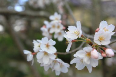Filozof yolu Kyoto üzerinde kiraz çiçekleri