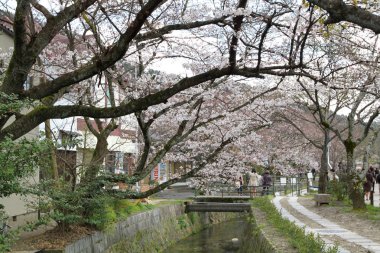 kiraz çiçekleri filozof yolu Kyoto üzerinde