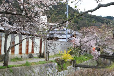 kiraz çiçekleri filozof yolu Kyoto üzerinde