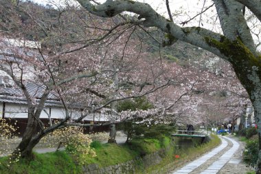 kiraz çiçekleri filozof yolu Kyoto üzerinde