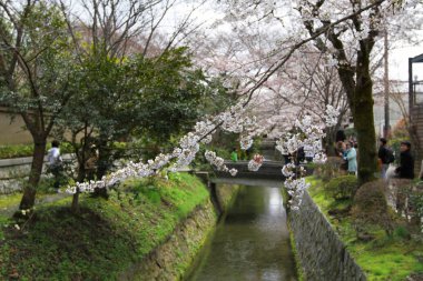 kiraz çiçekleri filozof yolu Kyoto üzerinde