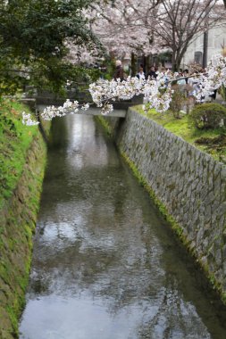 kiraz çiçekleri filozof yolu Kyoto üzerinde
