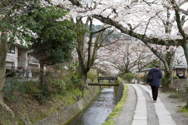 kiraz çiçekleri filozof yolu Kyoto üzerinde