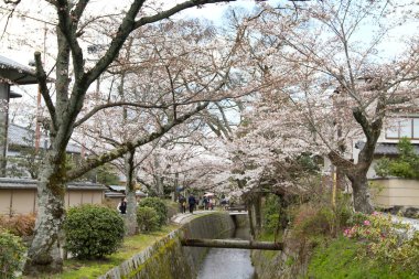 kiraz çiçekleri filozof yolu Kyoto üzerinde