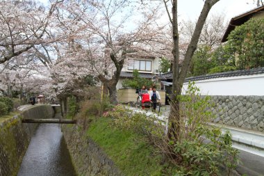 kiraz çiçekleri filozof yolu Kyoto üzerinde