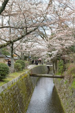 kiraz çiçekleri filozof yolu Kyoto üzerinde