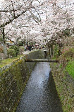 kiraz çiçekleri filozof yolu Kyoto üzerinde