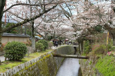 kiraz çiçekleri filozof yolu Kyoto üzerinde