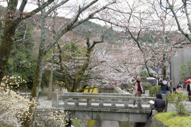 kiraz çiçekleri filozof yolu Kyoto üzerinde
