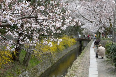 kiraz çiçekleri filozof yolu Kyoto üzerinde