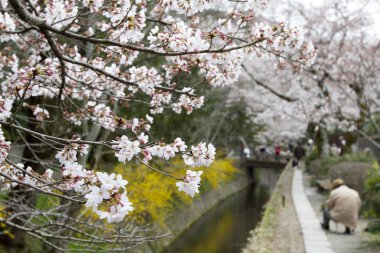 kiraz çiçekleri filozof yolu Kyoto üzerinde
