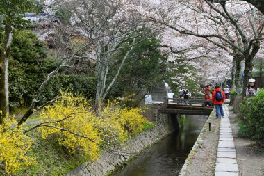 kiraz çiçekleri filozof yolu Kyoto üzerinde
