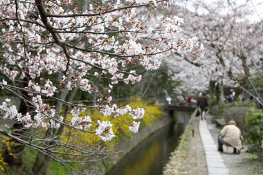 kiraz çiçekleri filozof yolu Kyoto üzerinde