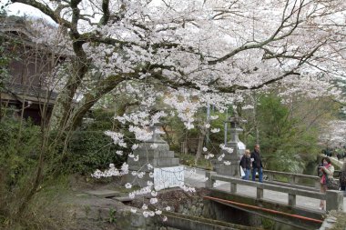 kiraz çiçekleri filozof yolu Kyoto üzerinde
