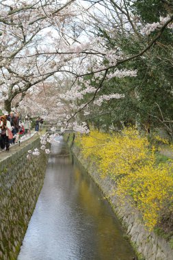 kiraz çiçekleri filozof yolu Kyoto üzerinde