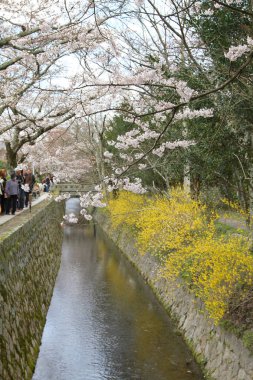 kiraz çiçekleri filozof yolu Kyoto üzerinde