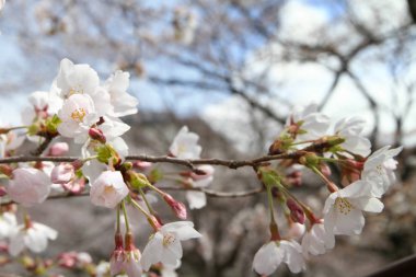 kiraz çiçekleri filozof yolu Kyoto üzerinde