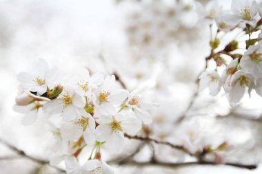 kiraz çiçekleri filozof yolu Kyoto üzerinde