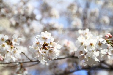 kiraz çiçekleri filozof yolu Kyoto üzerinde