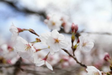 kiraz çiçekleri filozof yolu Kyoto üzerinde