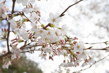 dal çiçek açması kiraz çiçekleri