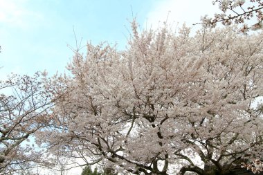 dal çiçek açması kiraz çiçekleri