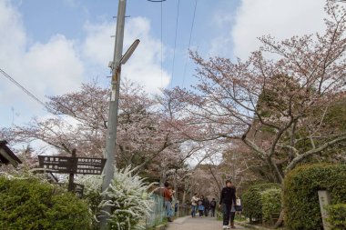 dal çiçek açması kiraz çiçekleri