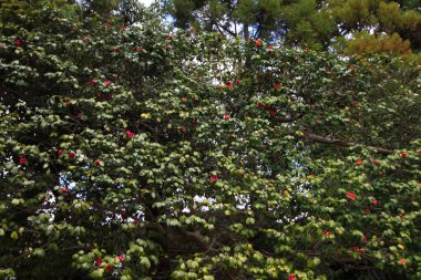 Ginkaku ji Tapınağı kyoto giden yol