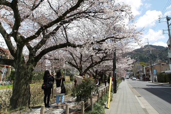 Άνθη Φιλόσοφος Διαδρομή Κιότο Ιαπωνία — Φωτογραφία Αρχείου