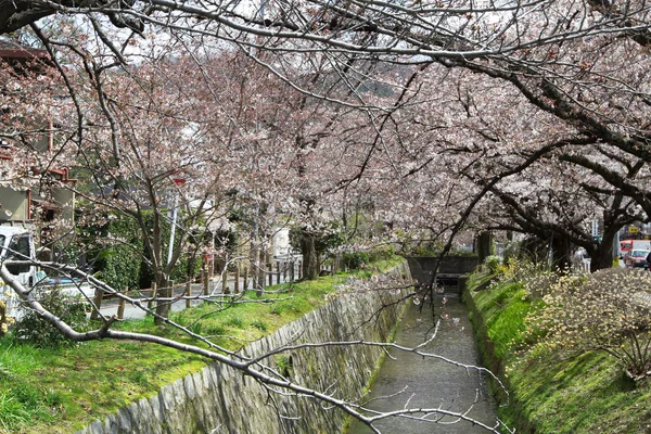 Kwiaty Ścieżkę Filozof Kyoto Japonia — Zdjęcie stockowe