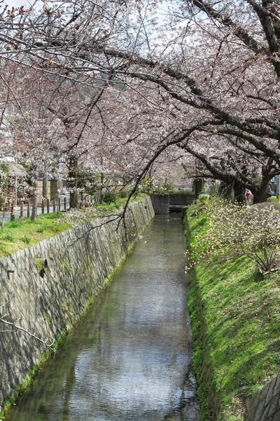 日本京都哲学家之路开花 — 图库照片