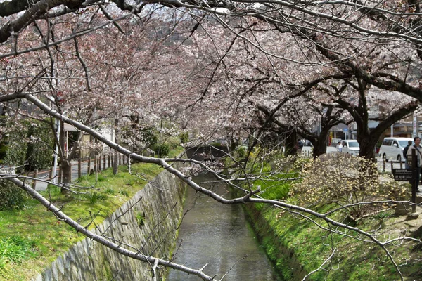 Blüht Auf Dem Philosophischen Pfad Kyoto Japan — Stockfoto